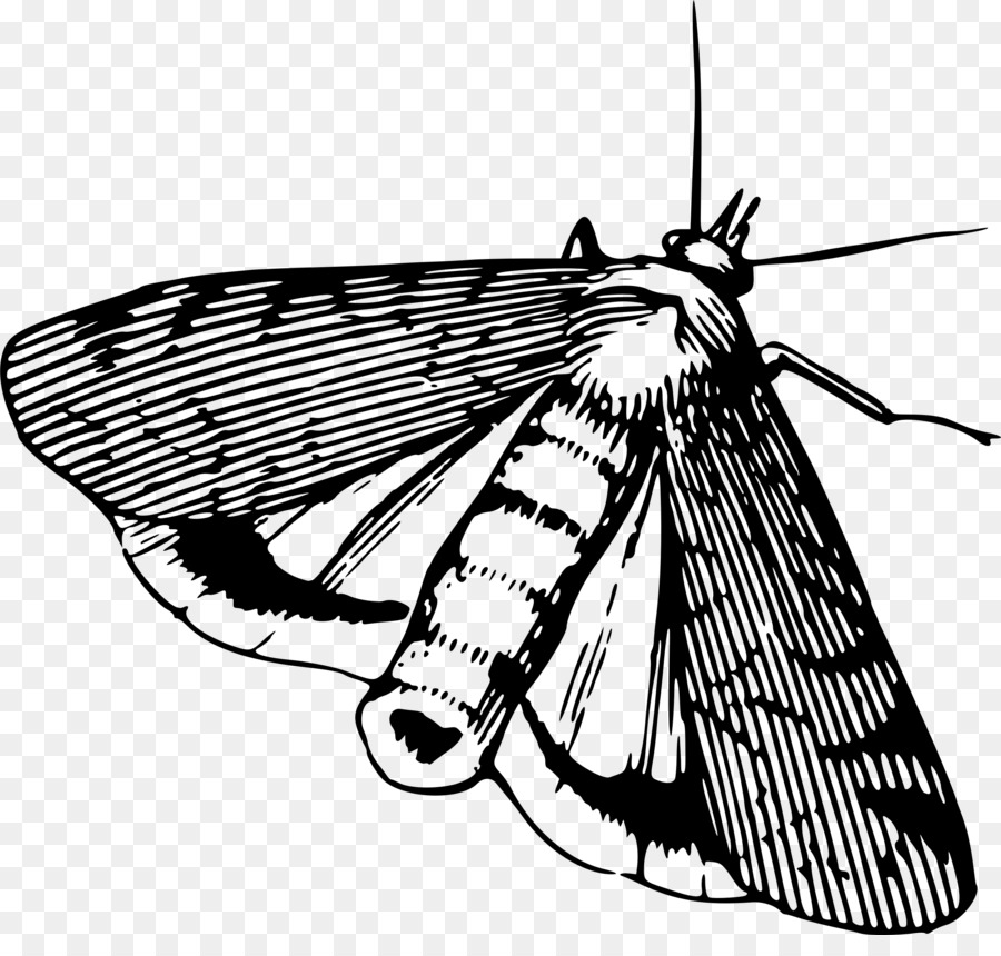 Dessin De Papillon，Insecte PNG