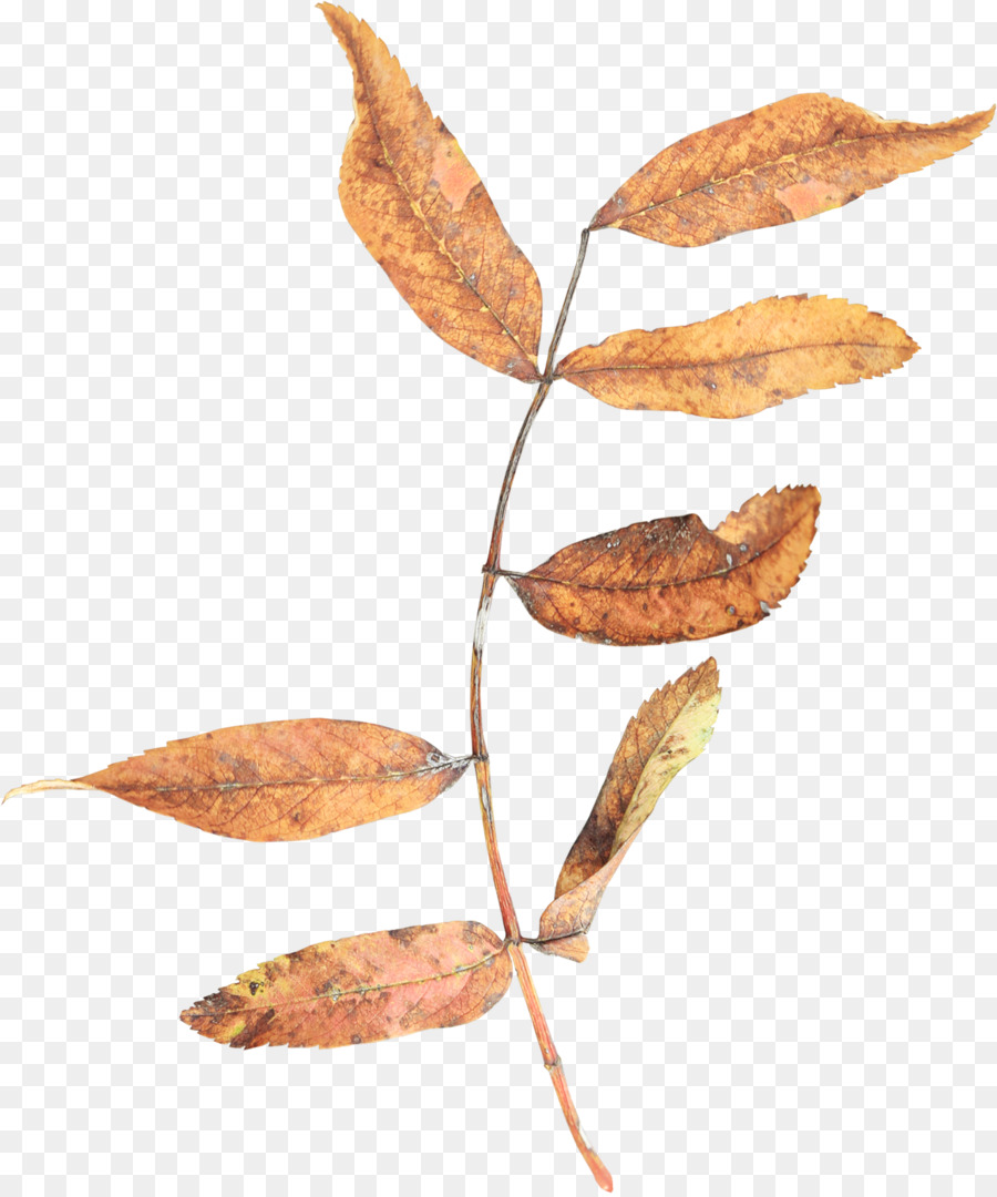 Feuille Jaune，Automne PNG