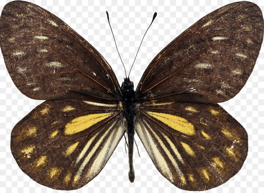 Papillon，La Reine Alexandra Birdwing PNG