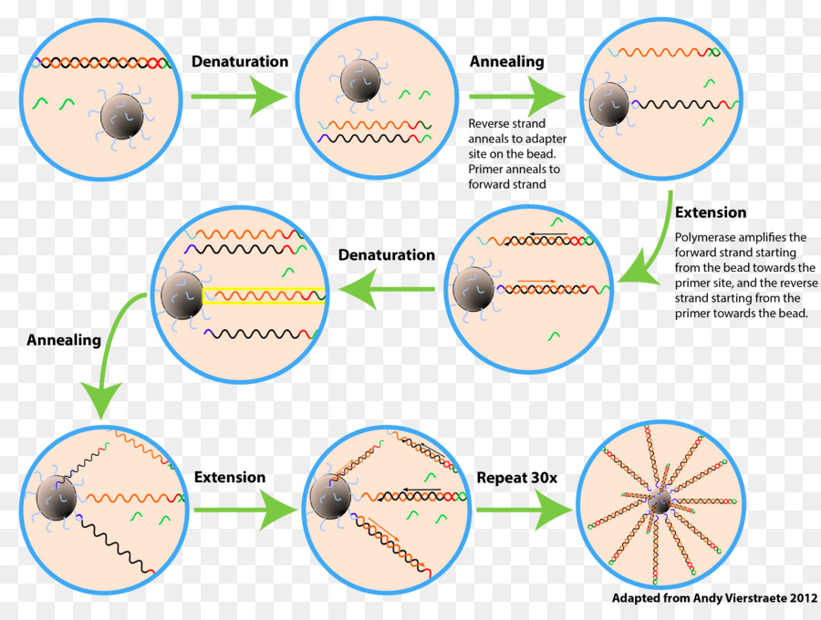 Organisation，Diagramme PNG