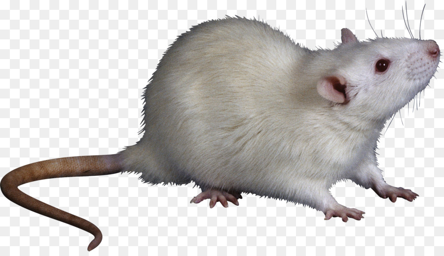 Souris Blanche，Rongeur PNG