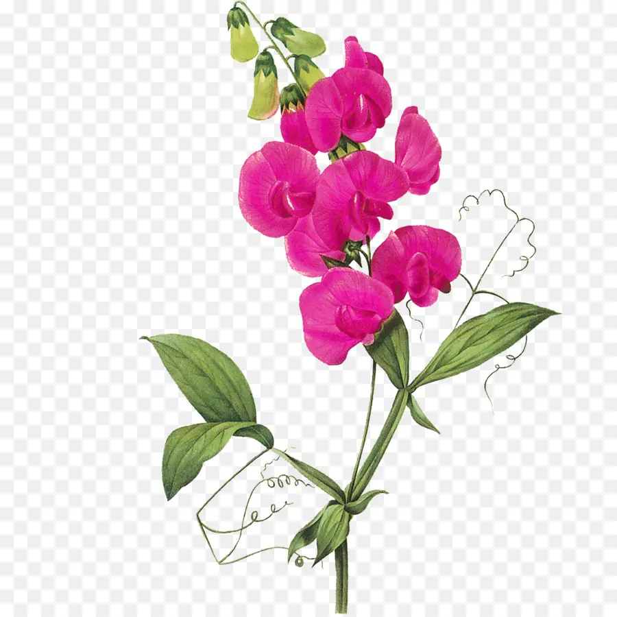 Fleur Rose，Fleur PNG