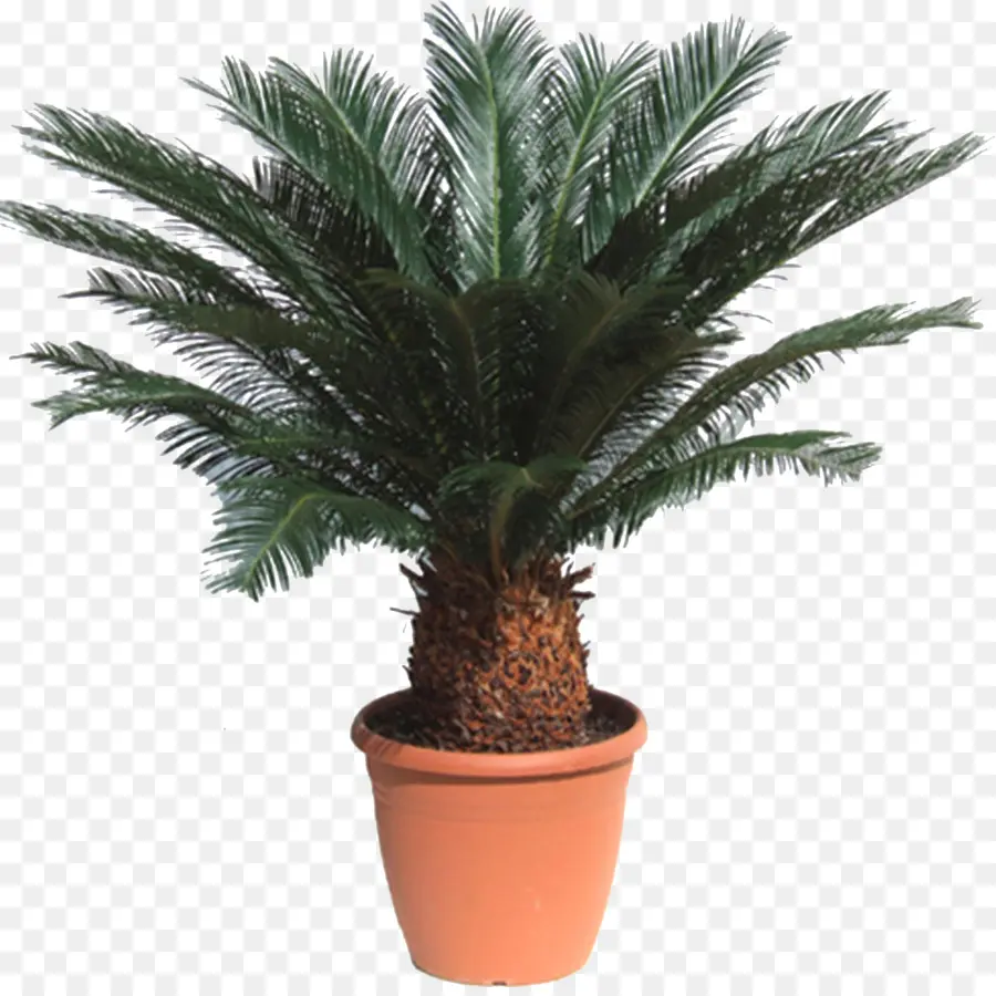 Sago Palm，Cycade PNG