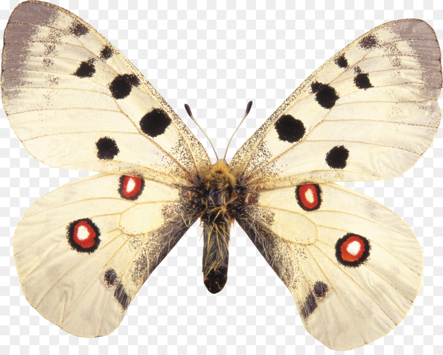 Papillon，Apollo PNG