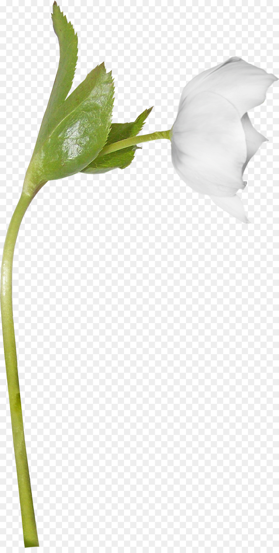 Tulipe Blanche，Feuilles Vertes PNG