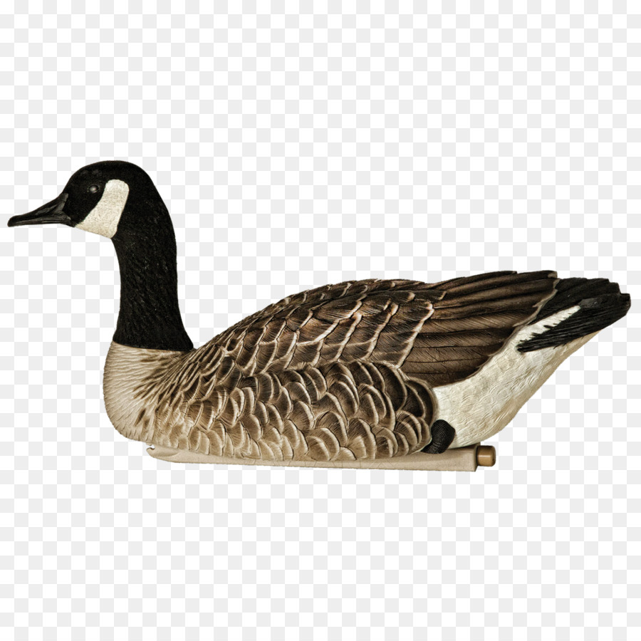 Oie，Canada Goose PNG