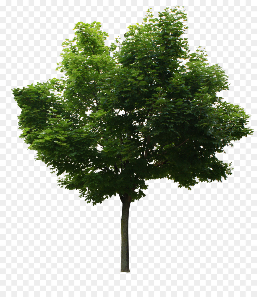 Arbre Vert，Usine PNG