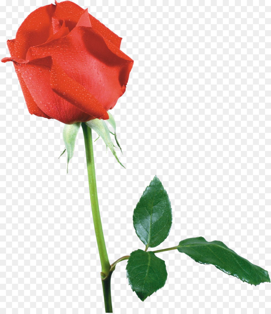 Plage Rose，Fleur PNG