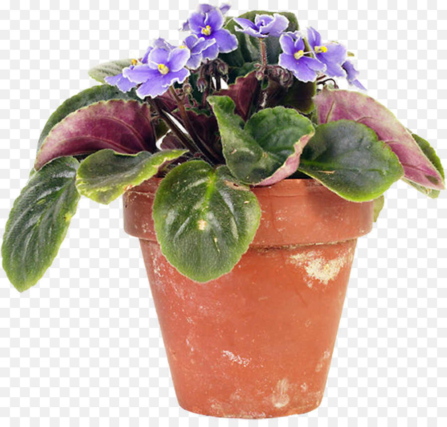 Feuille，Flowerpot PNG