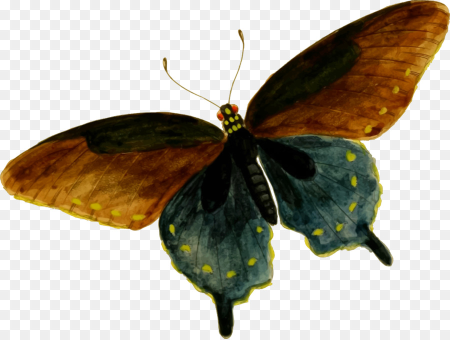 Papillon，Rouge PNG