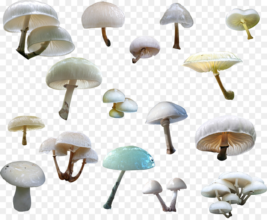 Agaricus，Banque PNG