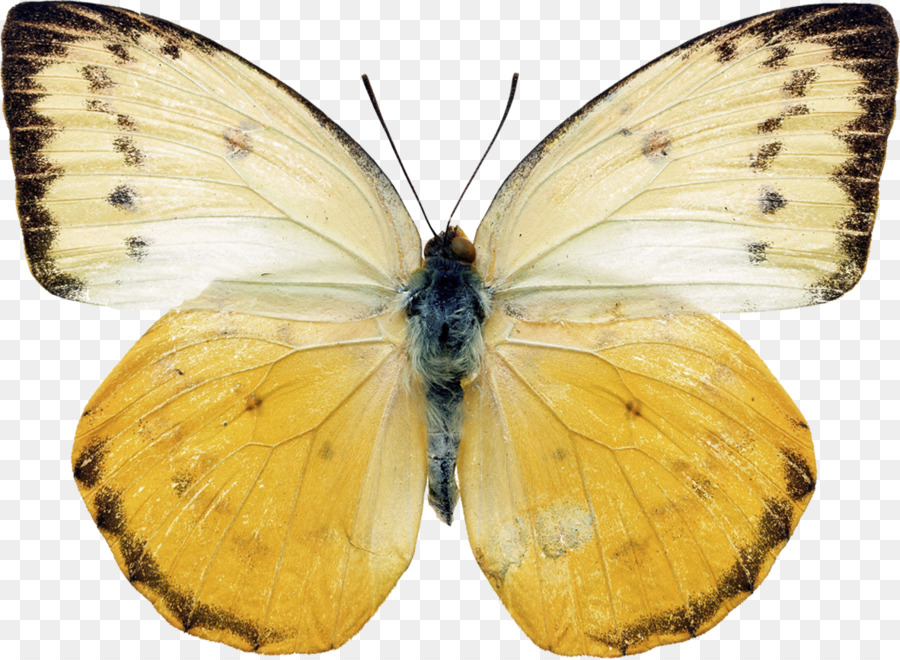 Papillon，La Photographie De Stock PNG