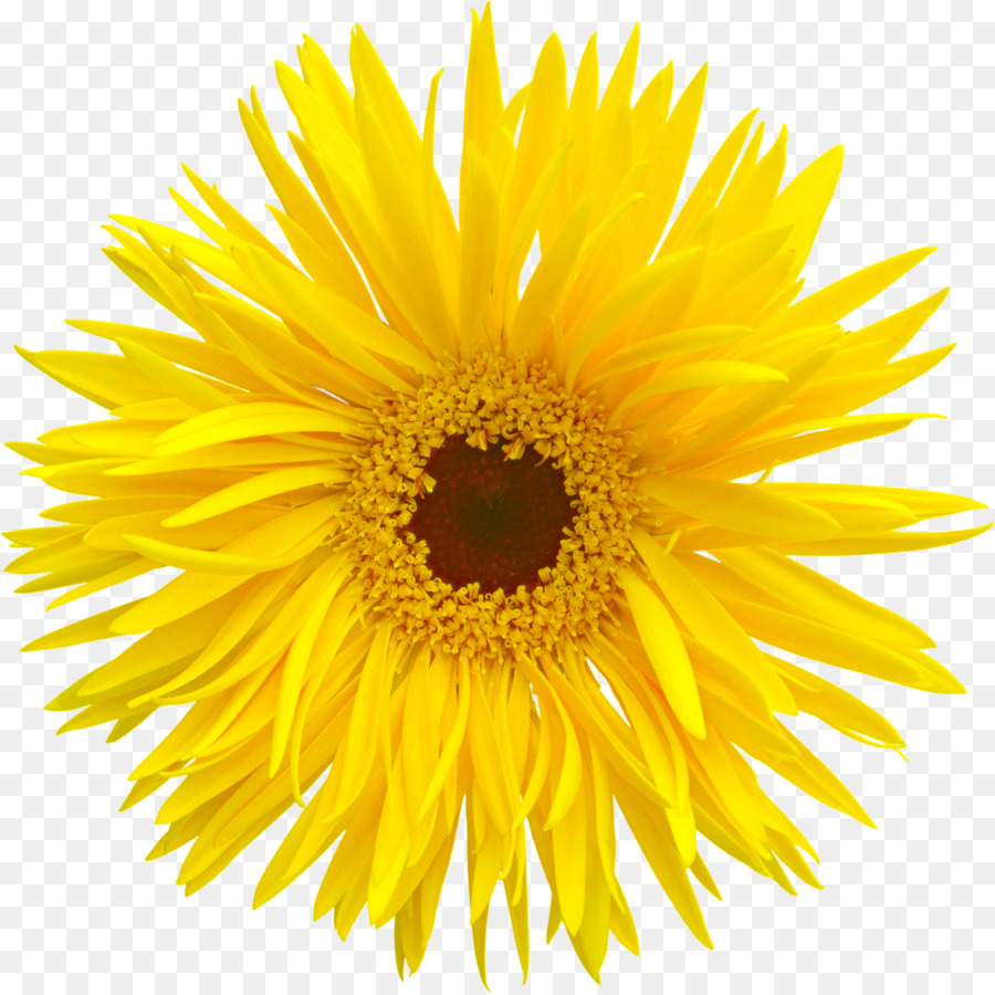 Tournesols，Fleurs PNG