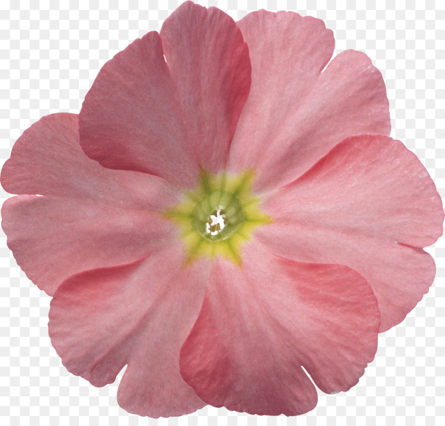 Fleur D'hibiscus，Fleur PNG