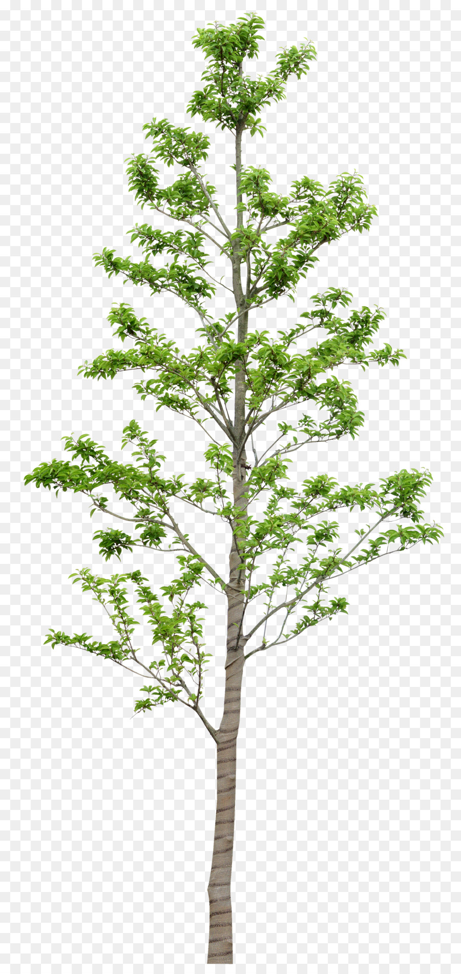 Arbre，Feuilles PNG