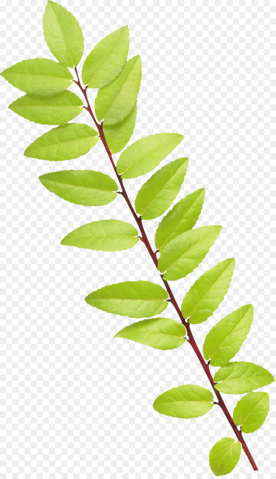 Feuille Verte，Usine PNG