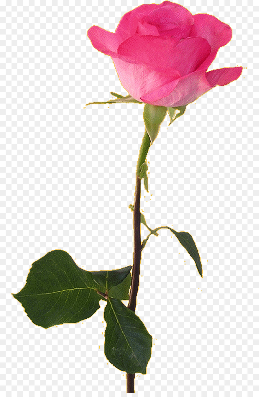 Fleur，Plage Rose PNG