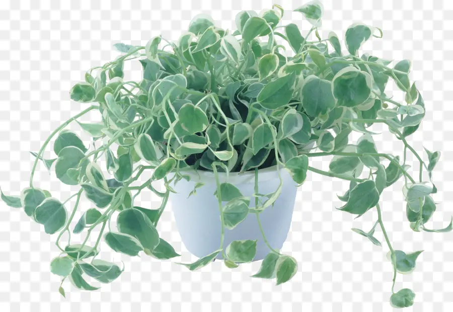 Plante En Pot，Vert PNG