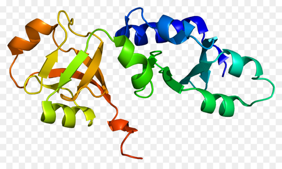 Structure Des Protéines，Biologie PNG