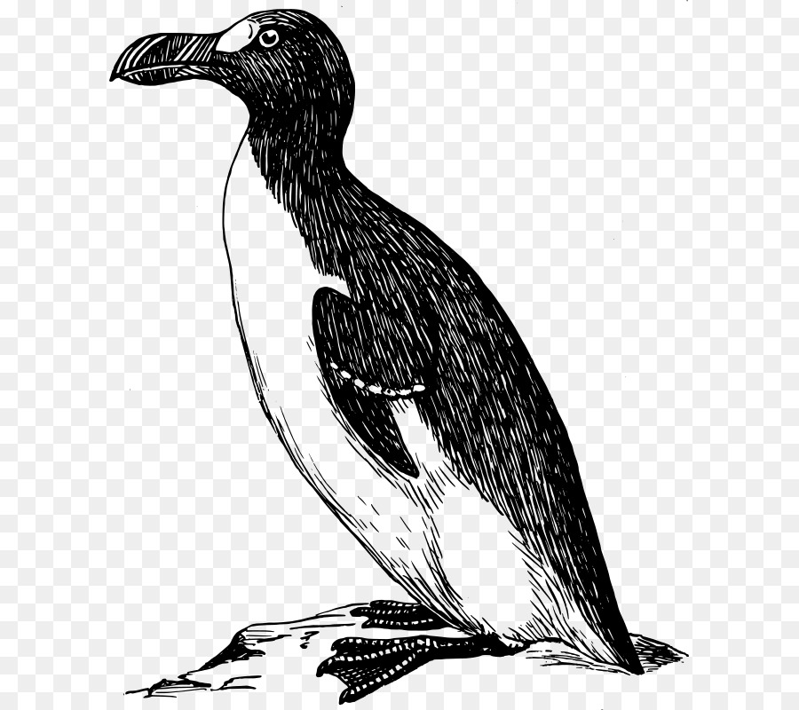 Pingouin，Grand Pingouin PNG