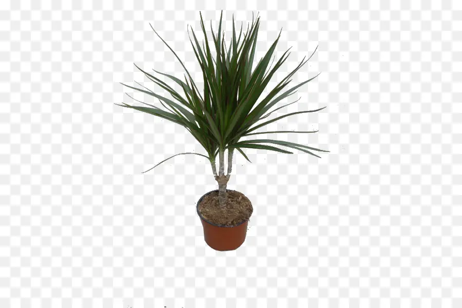 Plante En Pot，Vert PNG