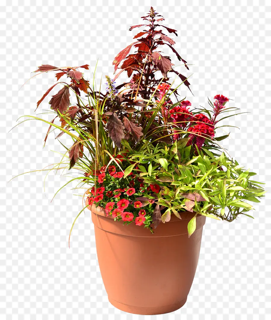 Plantes En Pot，Mis En Pot PNG