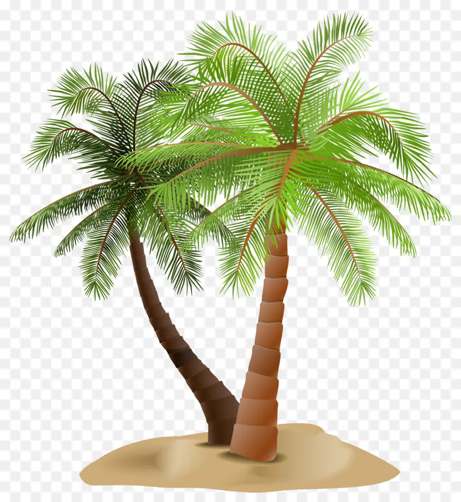 Arecaceae，Arbre PNG