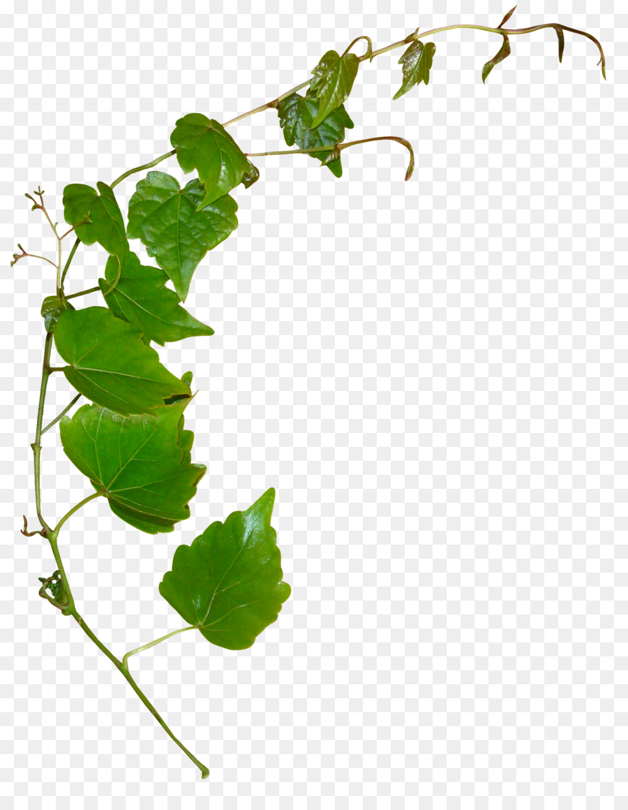 Lierre Vert，Feuilles PNG