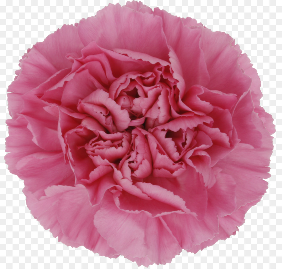 Fleur，Les Roses De Jardin PNG