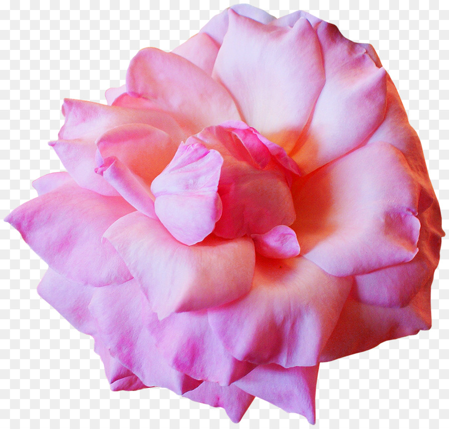 Rose，Floraison PNG