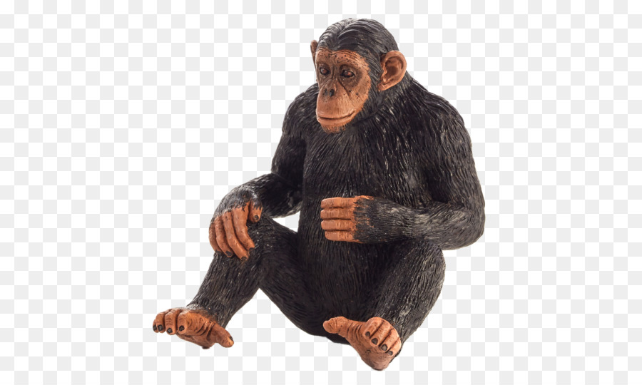 Chimpanzé，Singe PNG