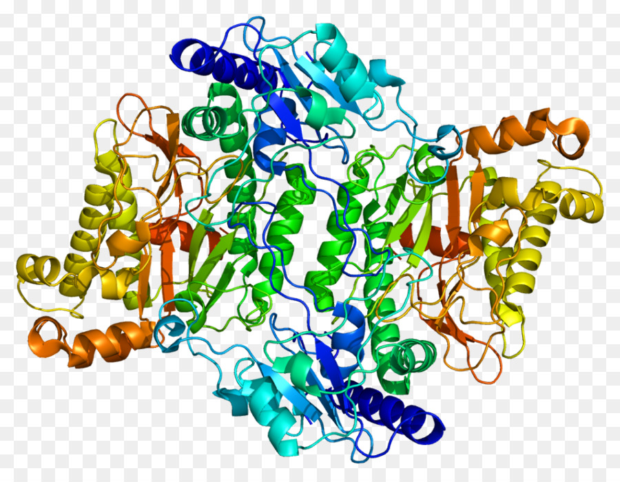 Pepd，Enzyme PNG