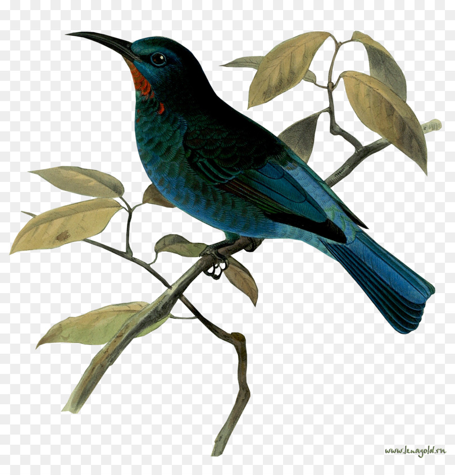 Oiseau，Présentation PNG