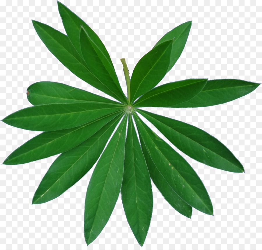 Feuille Verte，Nature PNG