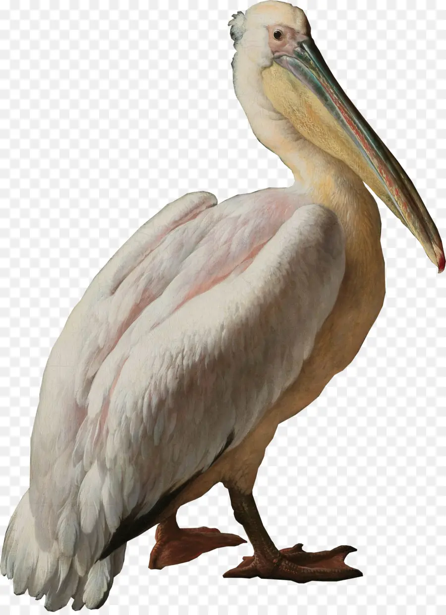 Pélican，Oiseau PNG