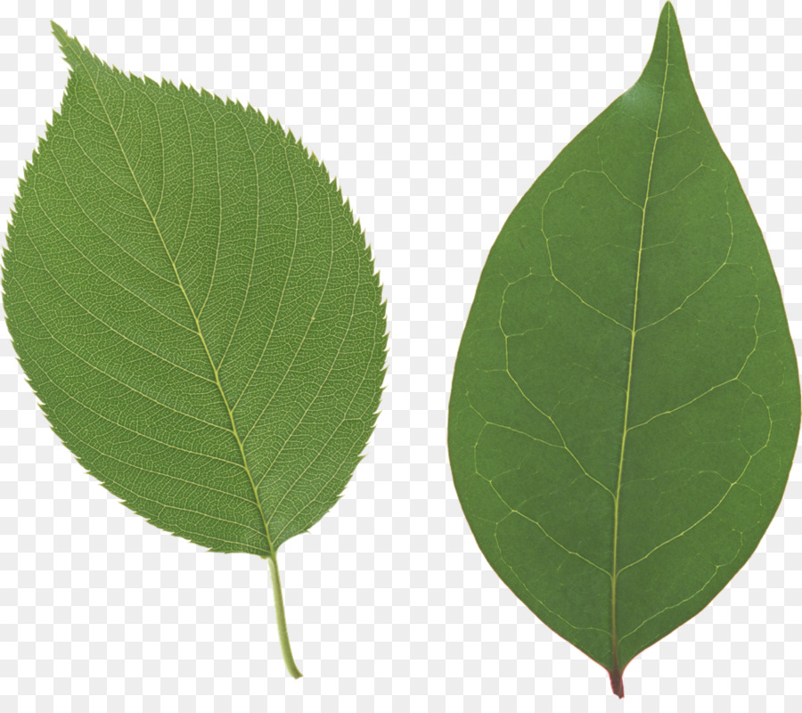 Le Papier Peint Du Bureau，Feuille PNG