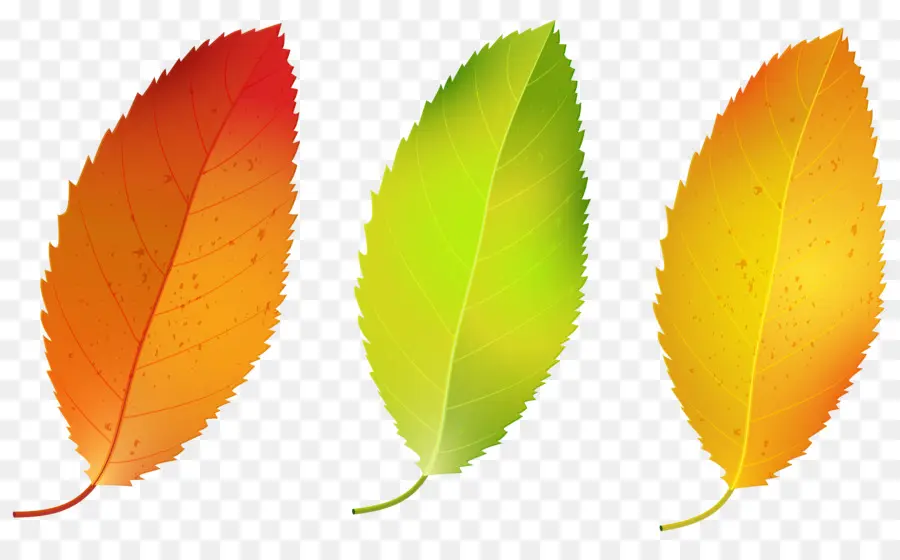 Feuille，La Couleur Des Feuilles D Automne PNG