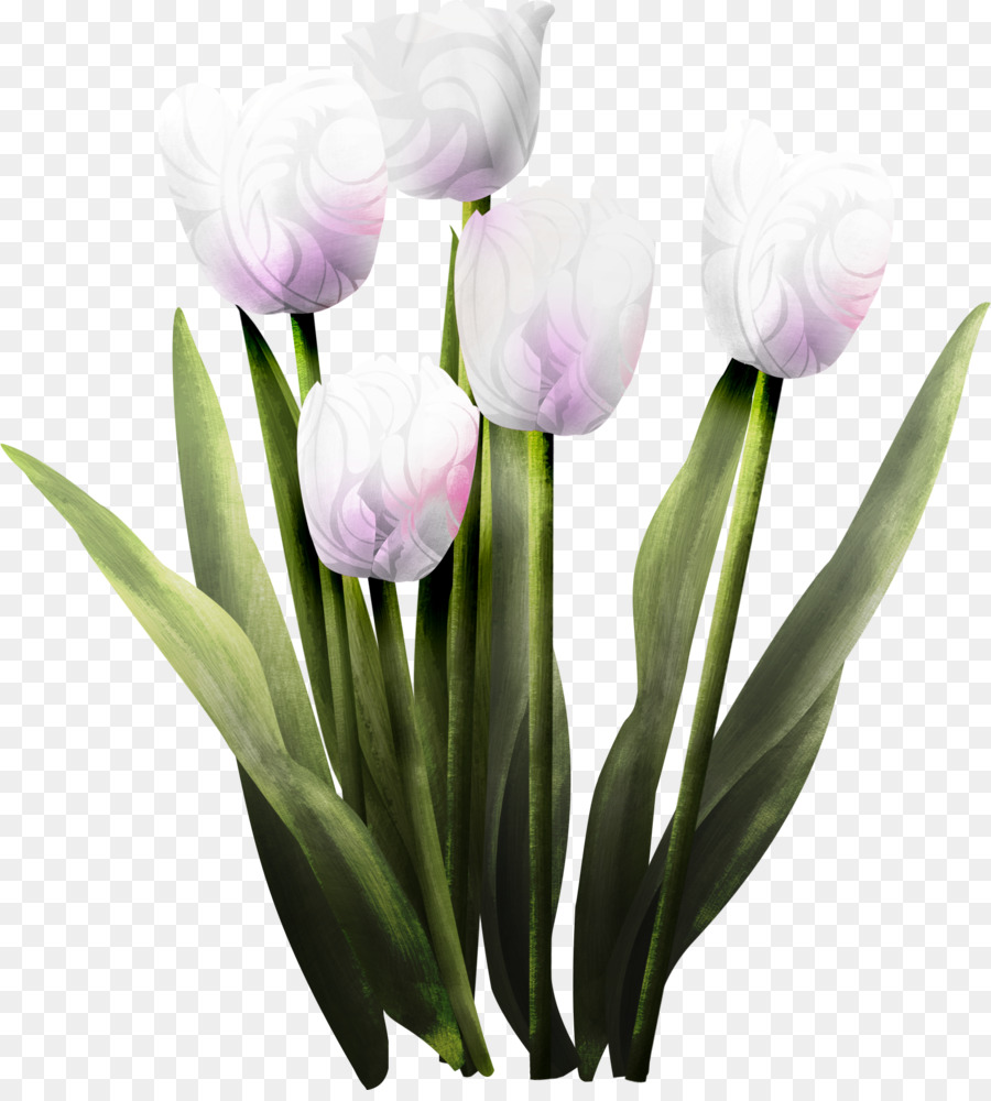 Tulipes Blanches，Fleurir PNG