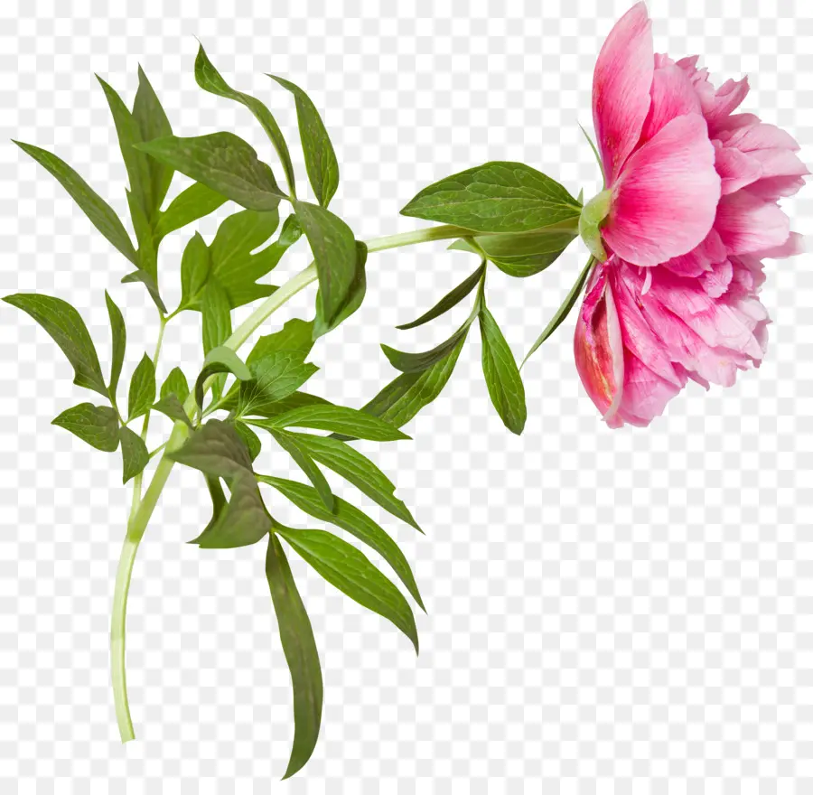 Fleur，Pivoine PNG