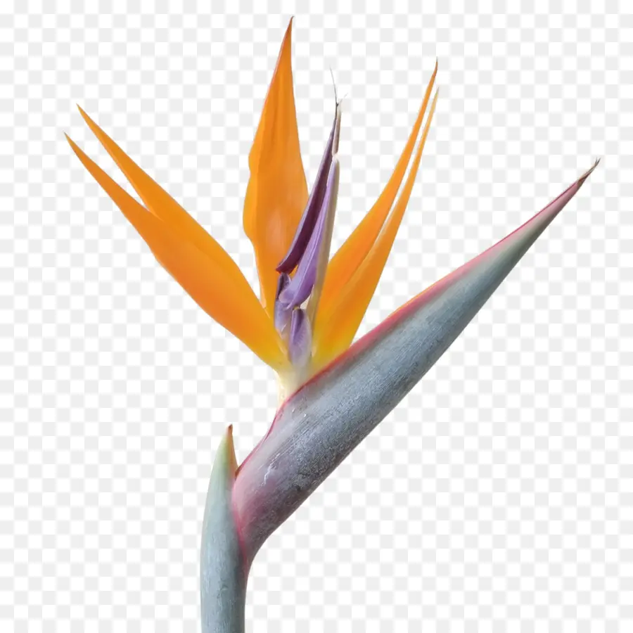 Fleur D'oiseau De Paradis，Exotique PNG