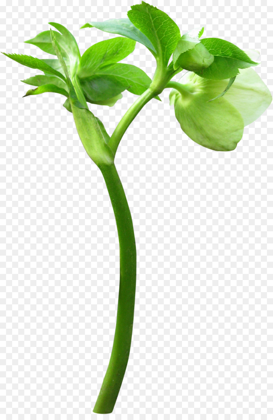 Bourgeon，Fleur PNG