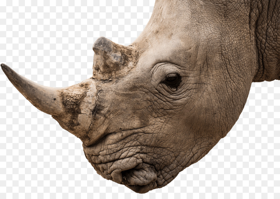 Rhinocéros，Corne PNG