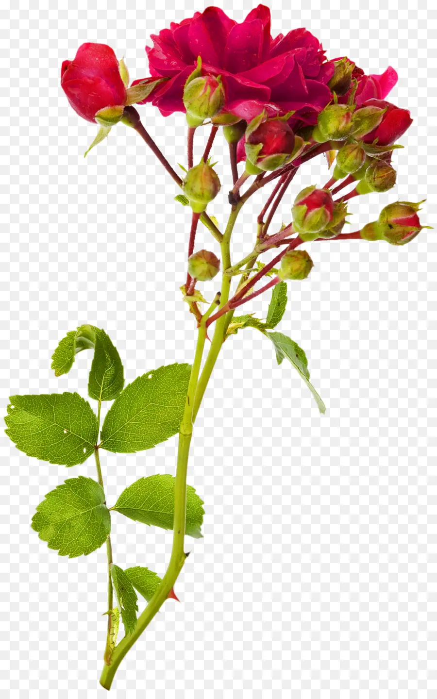 Rose Rouge，Floraison PNG