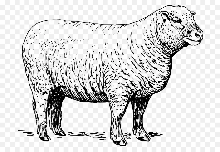 Mouton，Bétail PNG