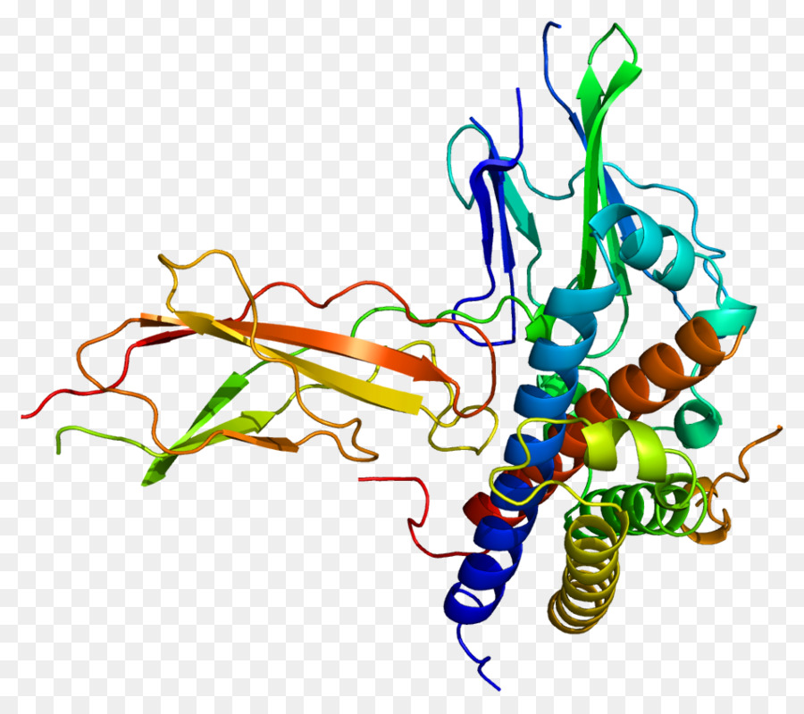 L Hormone De Croissance 2，L Hormone De Croissance PNG