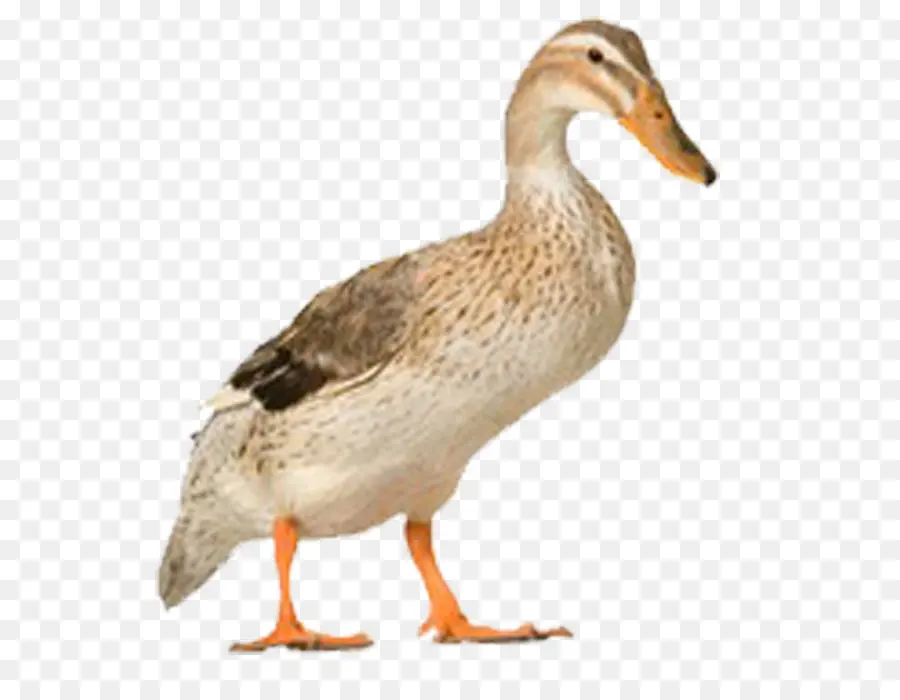 Canard，Oiseau PNG