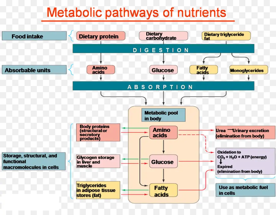 Des éléments Nutritifs，Le Métabolisme PNG