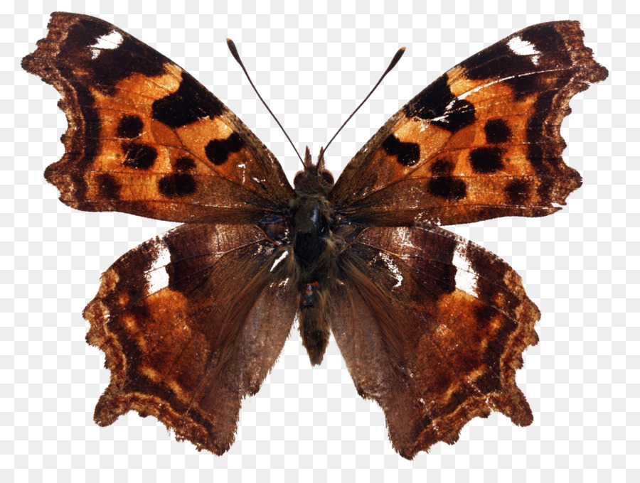 Papillon，Insecte PNG