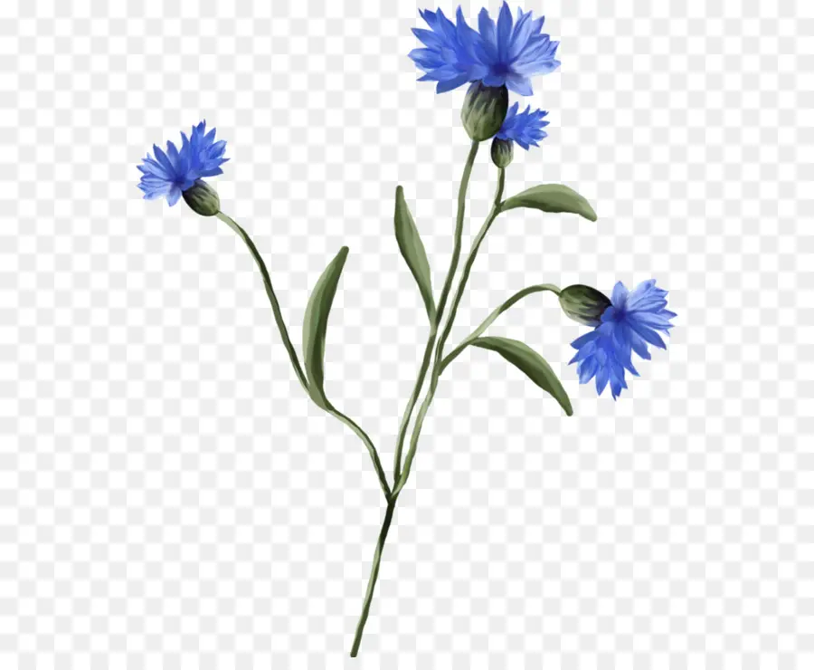 Fleur，Bleuets PNG