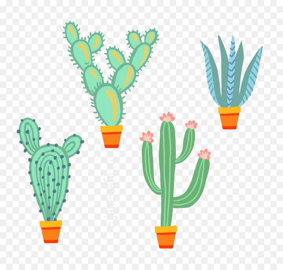 Cactus，Succulent PNG